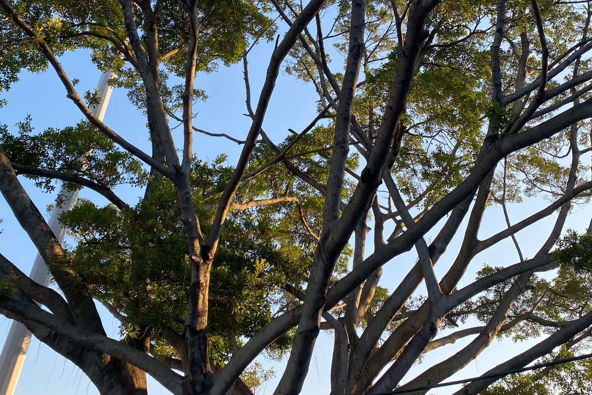 藍天大樹.jpg 藍天大樹.jpg